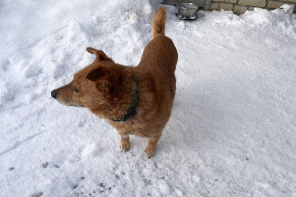 Отдам собак бесплатно