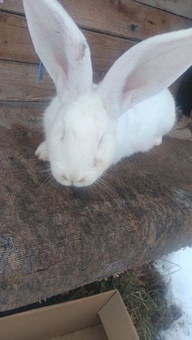 vand iepure urasi german femela si mascul