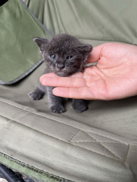 Отад котят в хорошие руки