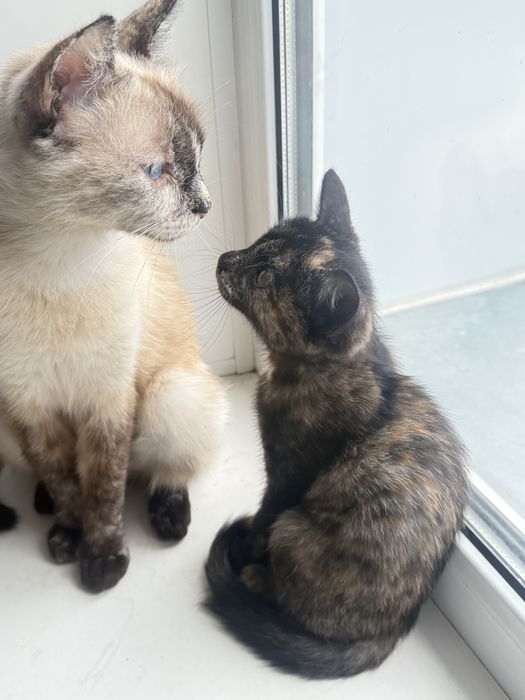 Отдадим кошку с котенком