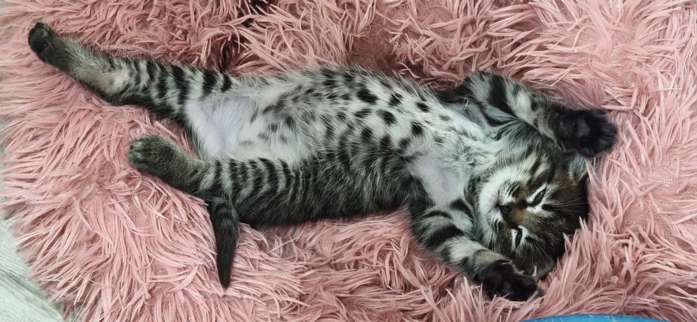Отдам котенка в хорошие руки