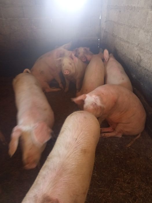 Продам свиней на мясо