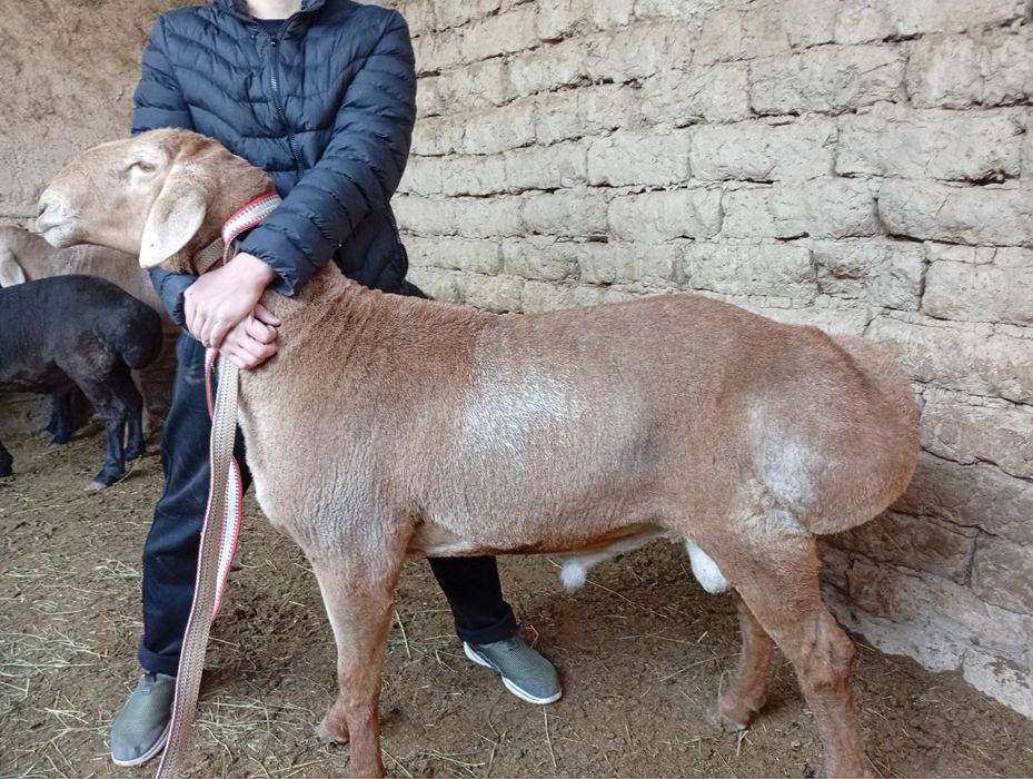 Qoy qassob hizmati Qõy qochqor