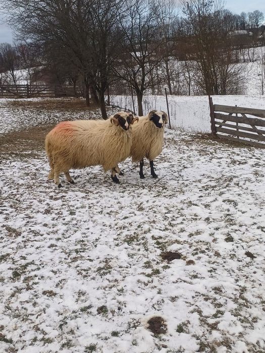 Vând 6 oi și un berbec la alegere