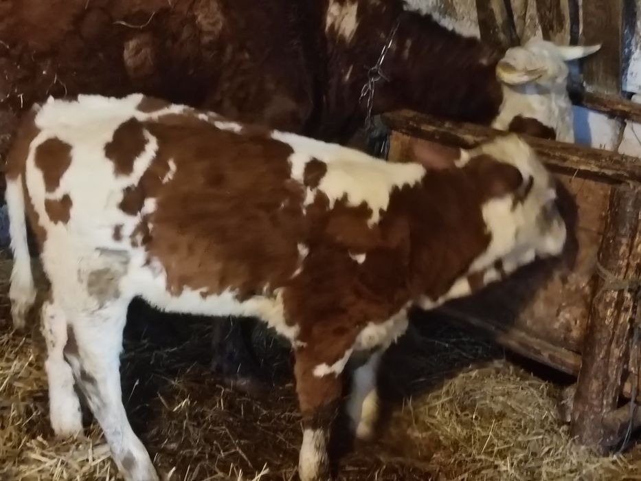 De vânzare un mascul și-o femelă