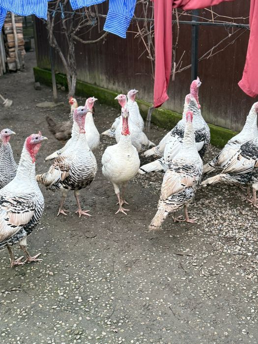 Vând curcani tineri !