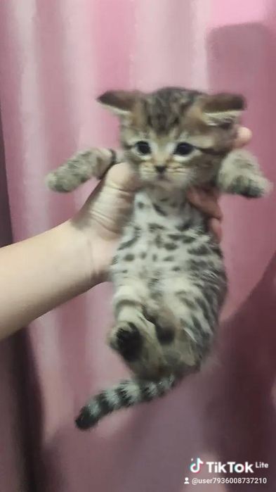 Шотландски котята 1.5 месяц