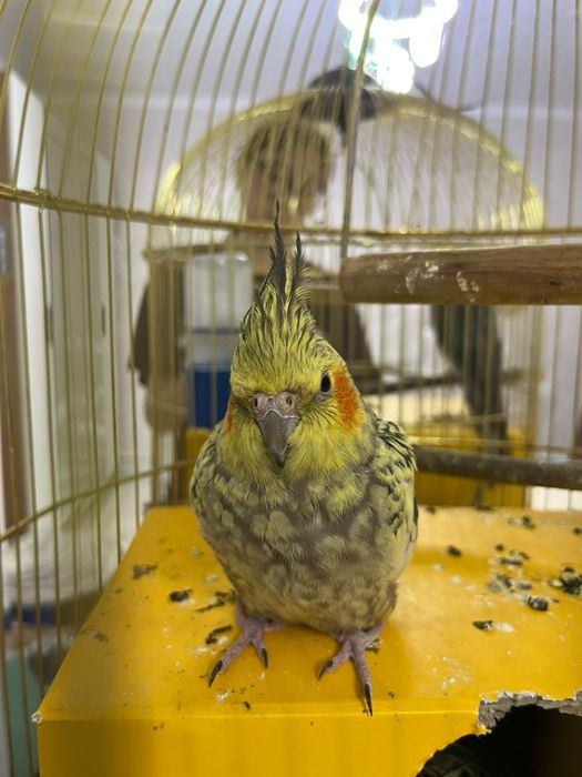 Продам готовую пару попугаев корелл