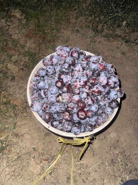 Өрік сатылады қара өрік