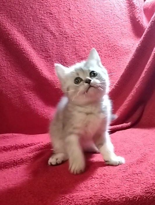 Шотландские прямоухие котята