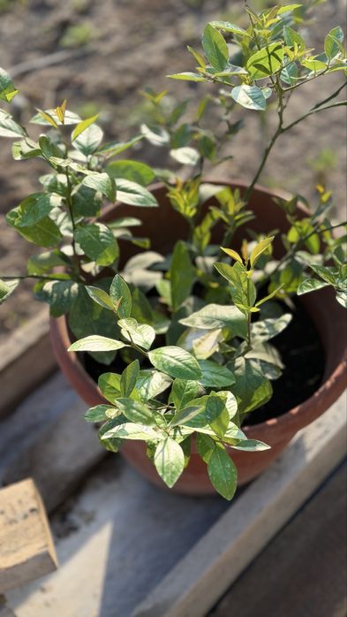 Саженцы лимона сорта Мейер