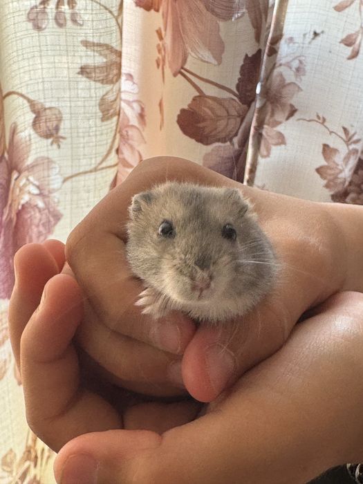 Продам джунгарских хомячков