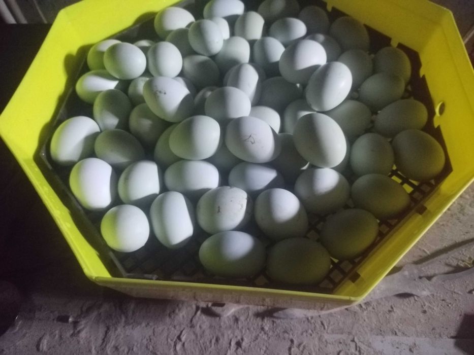 Ouă araucana pentru incubat