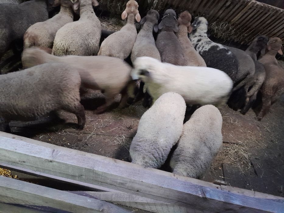 Vând miei de paște