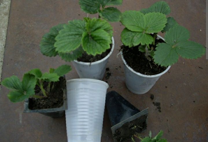 Рассада мяты, ирис, лилией