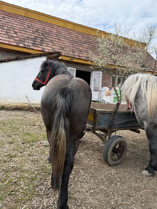 Mânză Sura de Vânzare