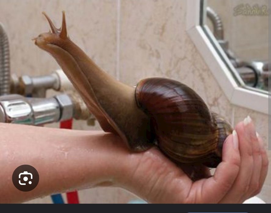 Улитка гигант ахатина