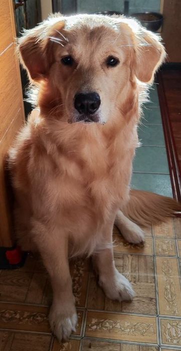 Кобель городен ретривер для вязки