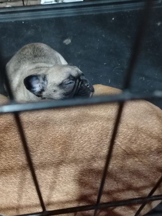 Французский  бульдог  щенки