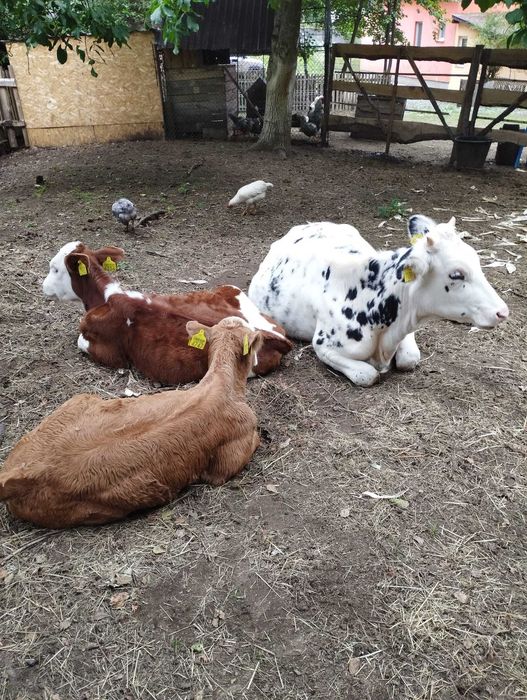 Vaca de vânzare