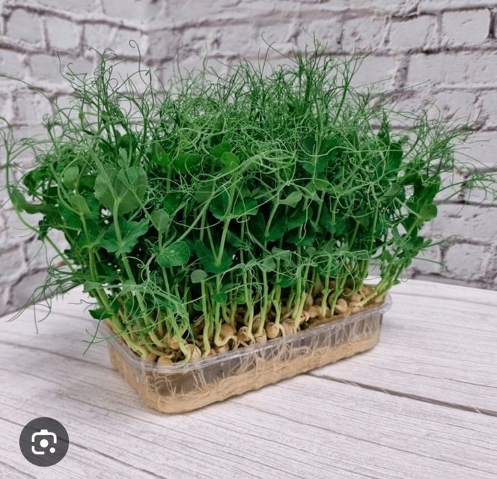 Распродажа!! Микрозелень!!! Горох!! Два дня!