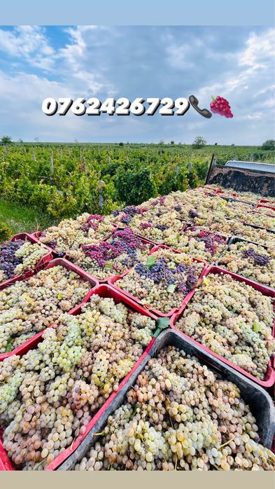 Vindem struguri pentru vin