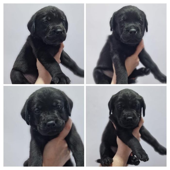 Щенки лабрадора ретривера