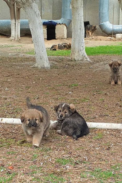 Щенки в добрые руки