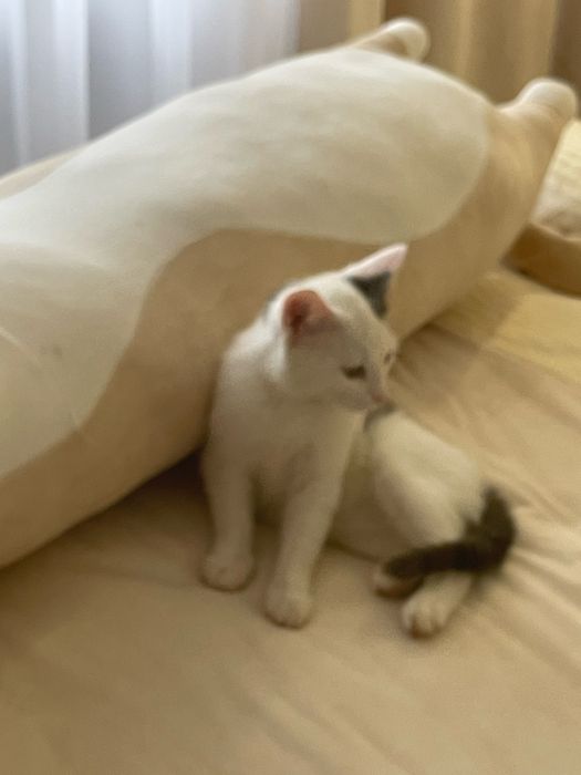 Отдам брутального парня