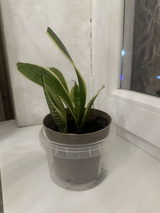 Сансеверия комнатный цветок