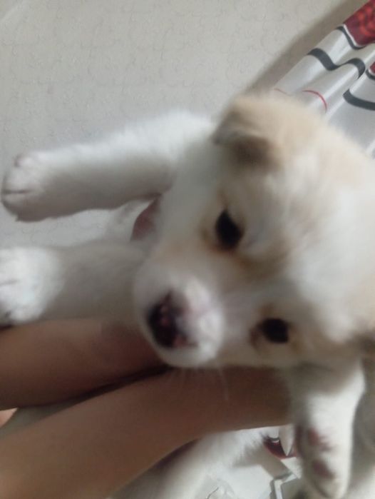 Щеночки мама балонка