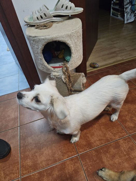 Adoptie 2 catelusi, impreuna sau separat, o mama si un pui
