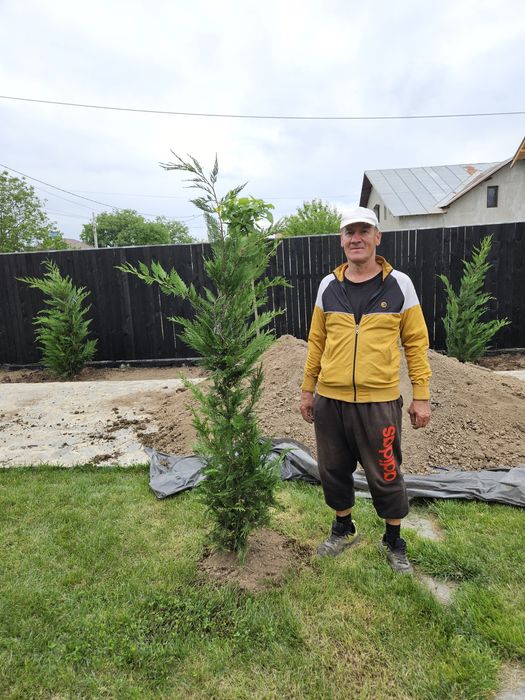 Catalpa  globular  plante