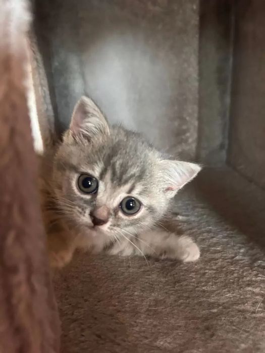 Британские котята