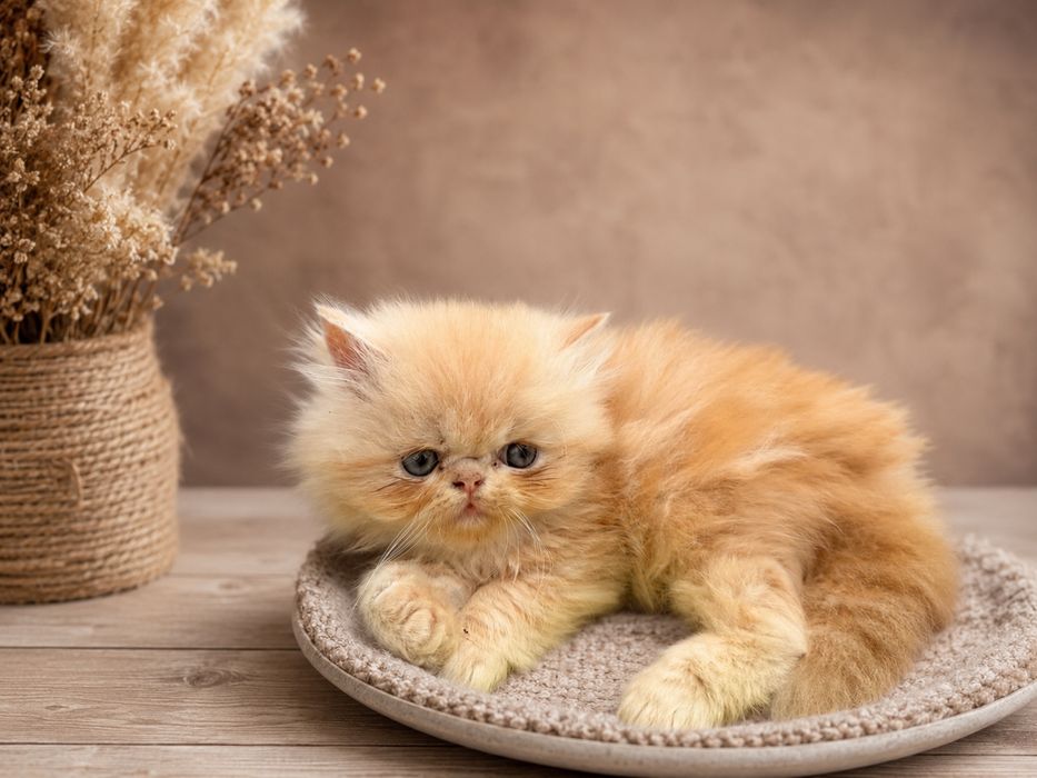 Персийки котенца