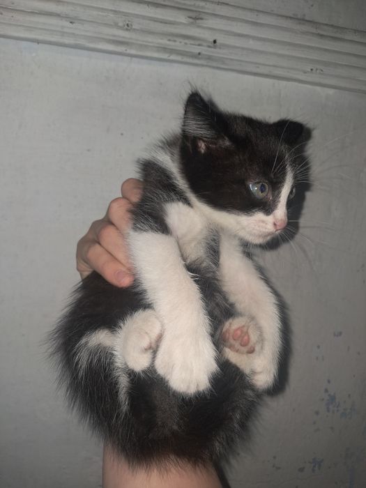 Отдам котят в добрые руки!
