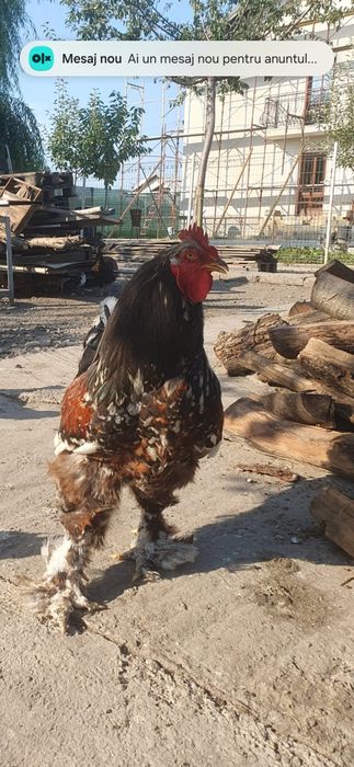 Vand cocos brahma