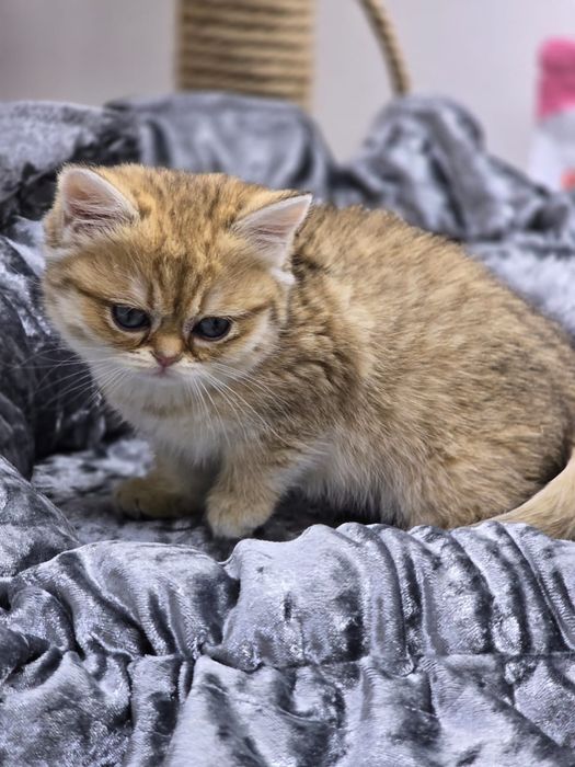 Котик и кошечка британские