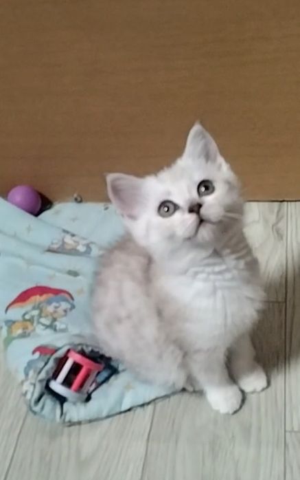 Скоттиш страйт. Мальчик.