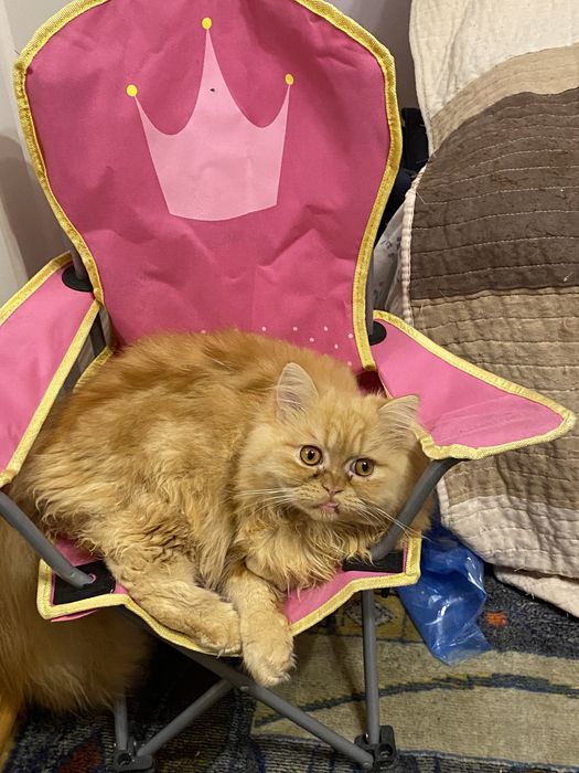 Persana exotica motanel superb !