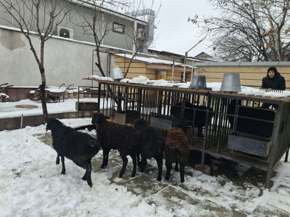 Токтылар и қошкарлар