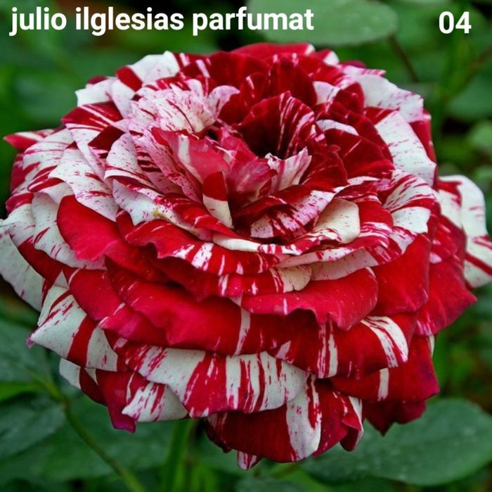 Trandafiri butasi