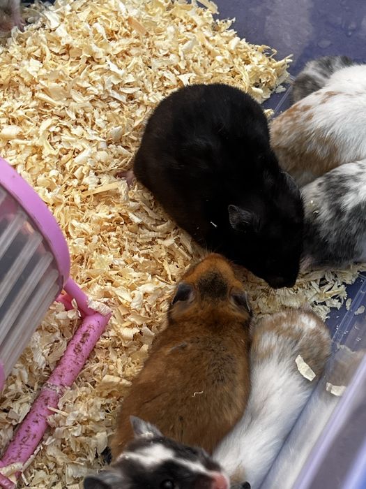 Hamster qolga organgan