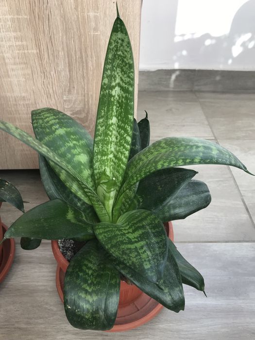 Синсевиера Хани. и Сингониум