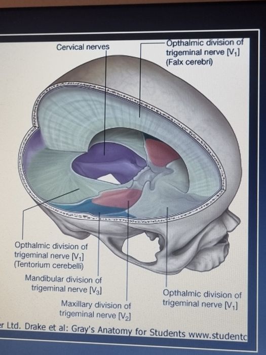 Приём  доктора- остеопата