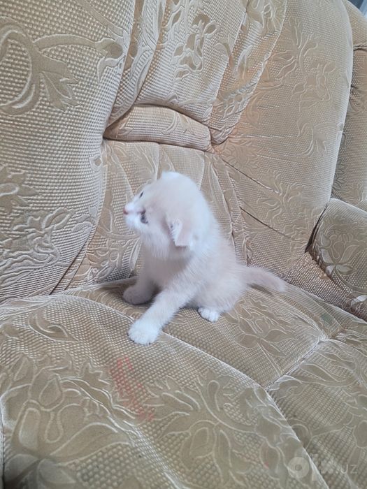 Продам Котёнок кот