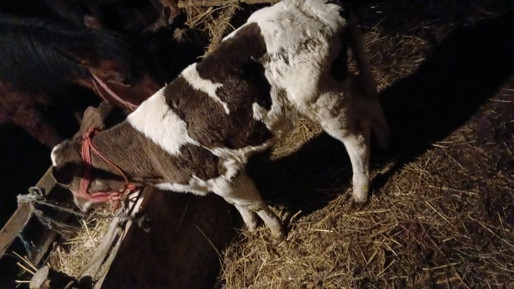 Vând vițea de 3 săptămâni