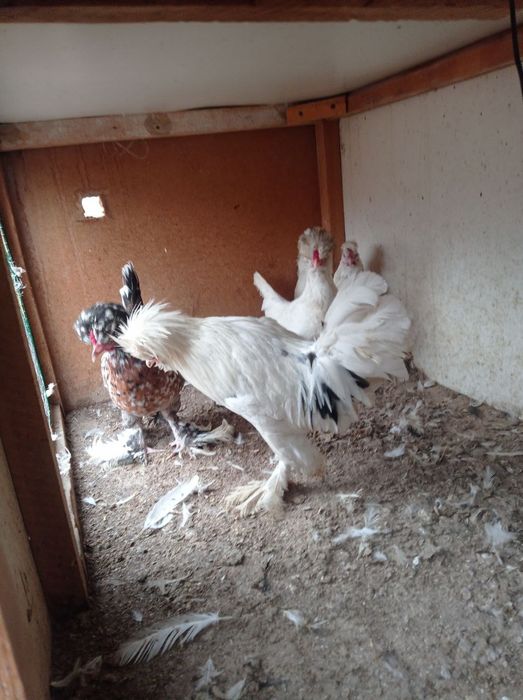 Карис японлар сотилади