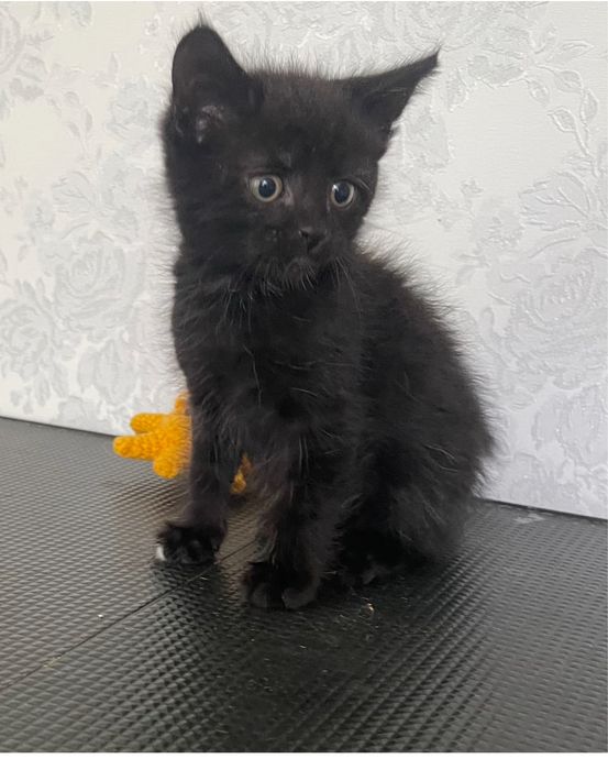Котенок мальчик ищет добрые ручки