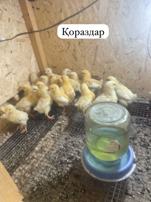 Продается Куры и Петухи